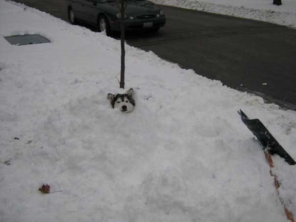 Tally Husky raised by cats