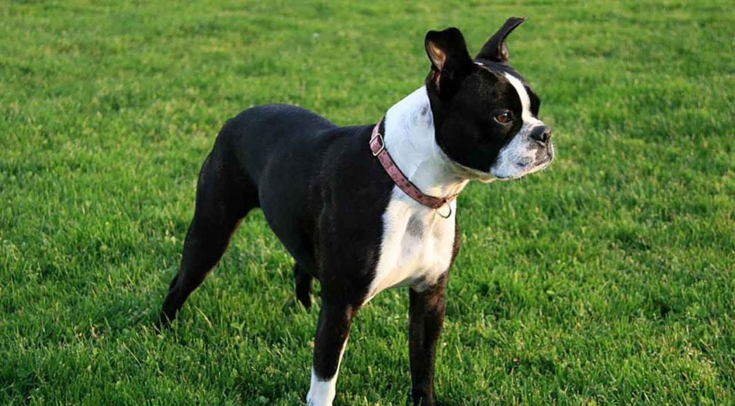 Boston Terrier Information & Dog Breed Facts Pets Feed