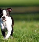 Boston terrier puppy