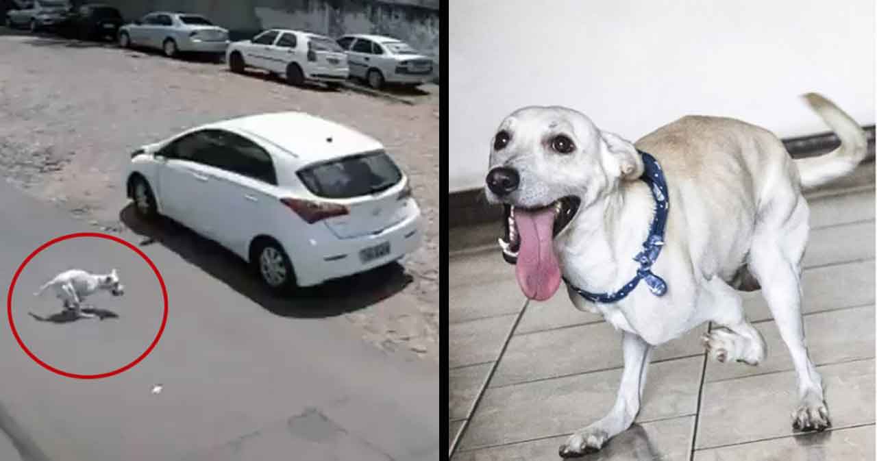 Tintim disabled dog abandoned twice