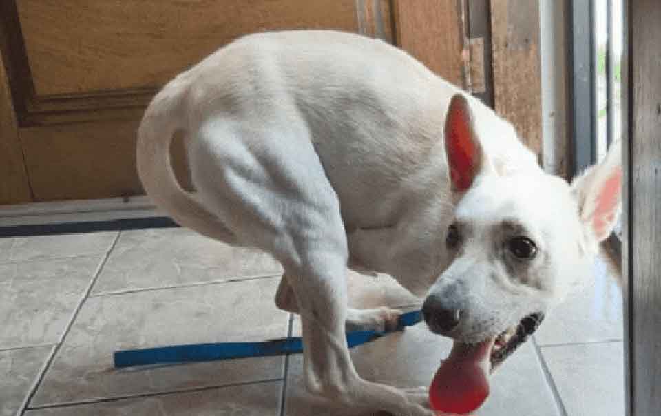 Tintim disabled dog abandoned twice