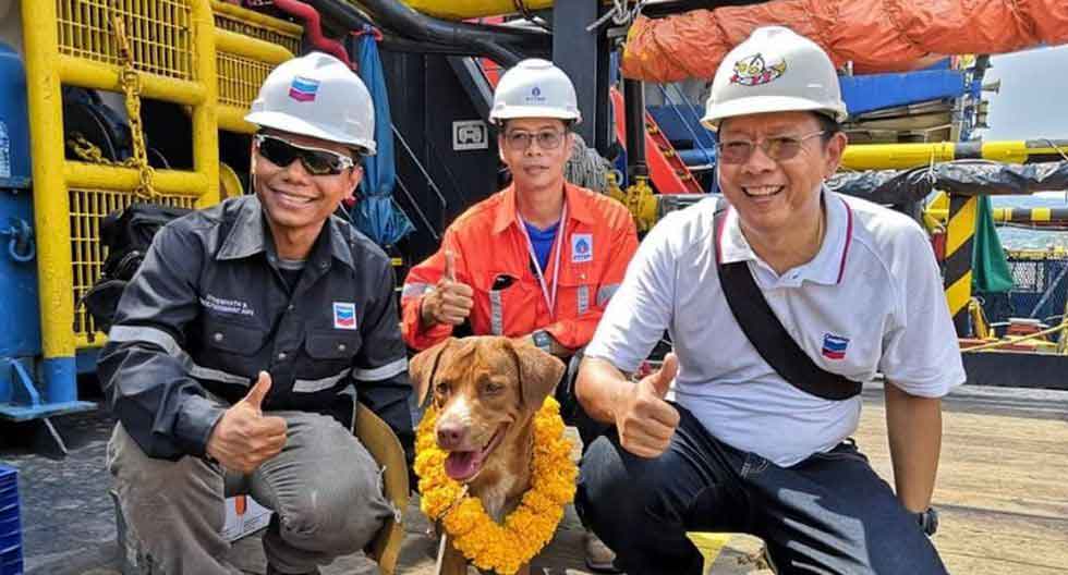 Vitisak Payalaw dog found saved 220 Km from coast