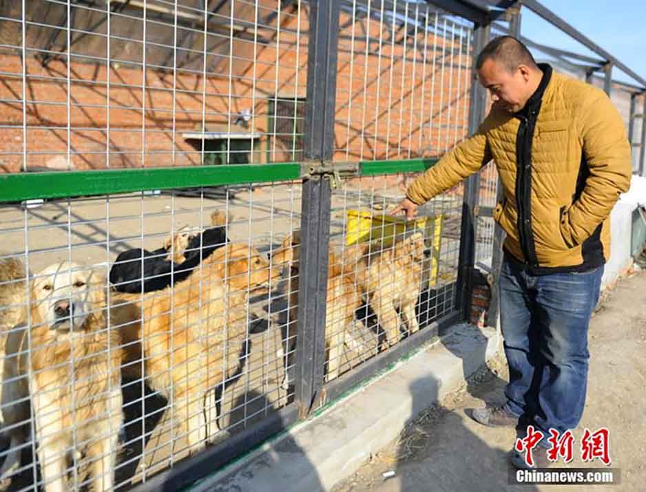 Wang Yan China Millionaire Spends Fortune Save Dogs