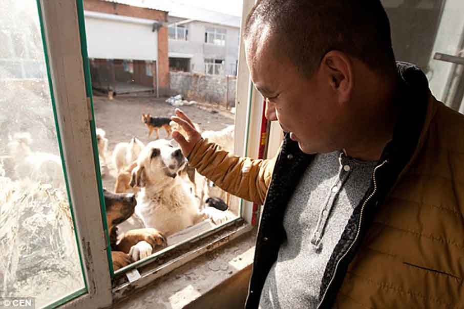 Wang Yan China Millionaire Spends Fortune Save Dogs