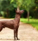 Xoloitzcuintle - Xolo dog