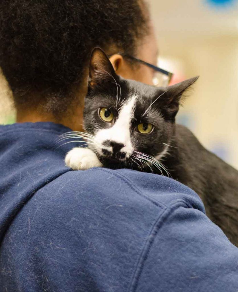 Zorro cat refuge embraces hugs everyone