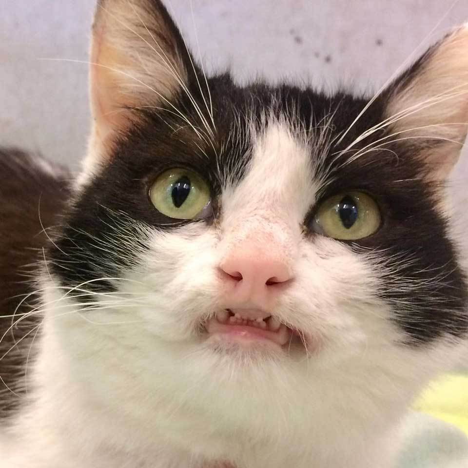 cat smiles at everyone who visits the shelter