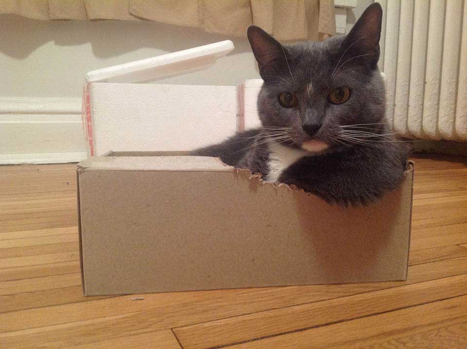 cats like boxes reduce stress