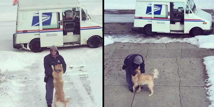 dog wait hug favorite postman