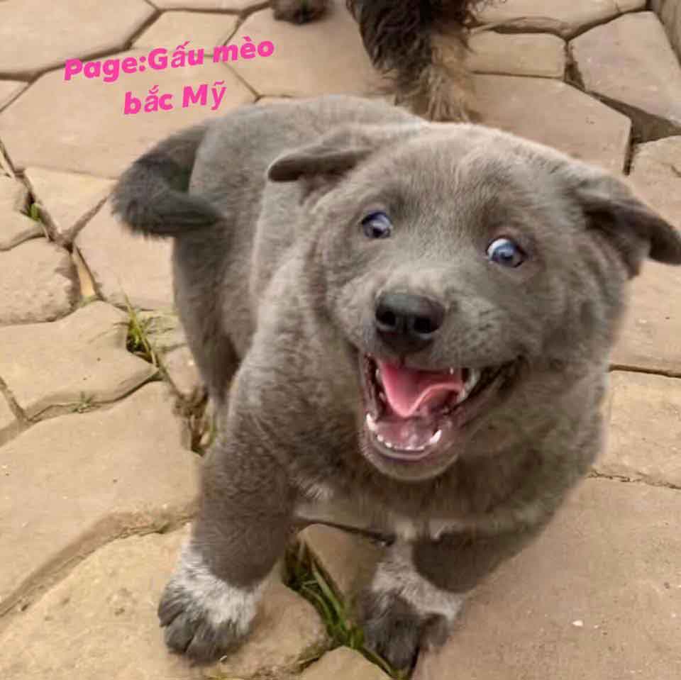 dui puppy looks like cat dog mix