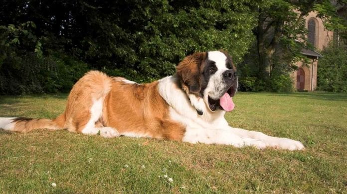 food feeding dog St Bernard