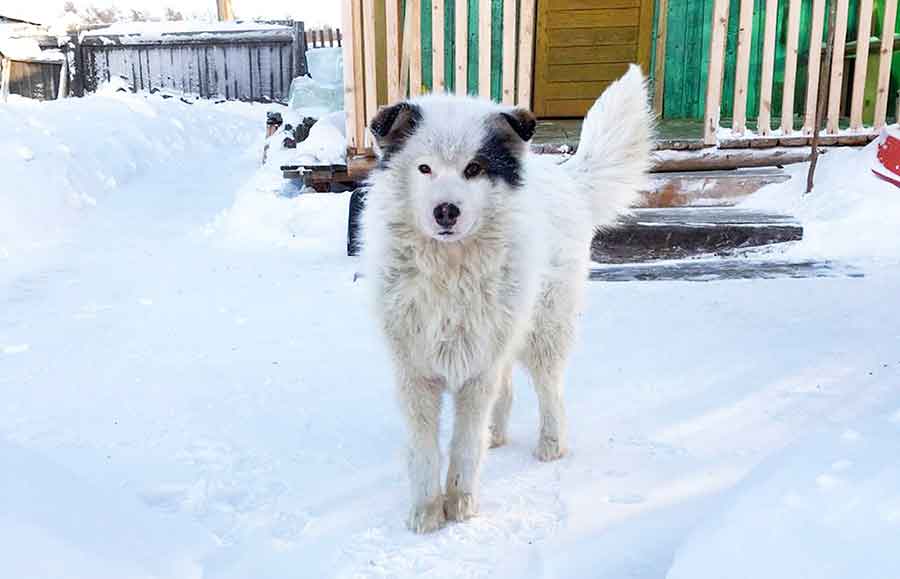 hero dog saves baby freezing siberia