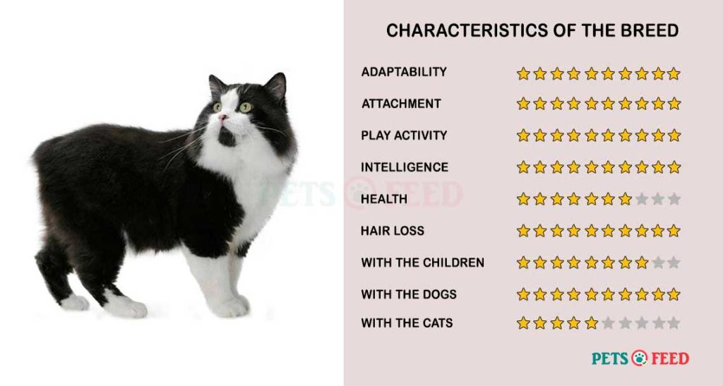 Cats-characteristics-Cymric