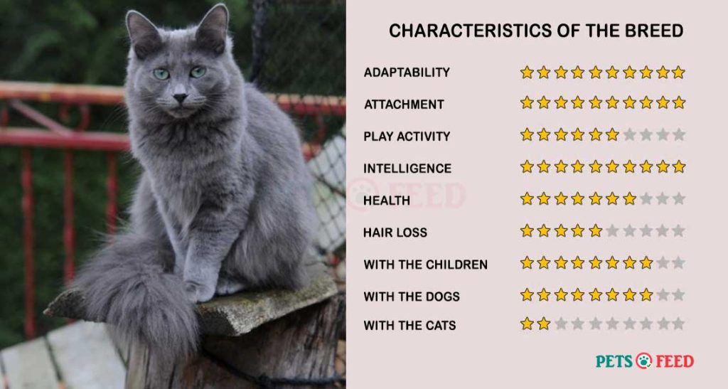 Cats-characteristics-Nebelung