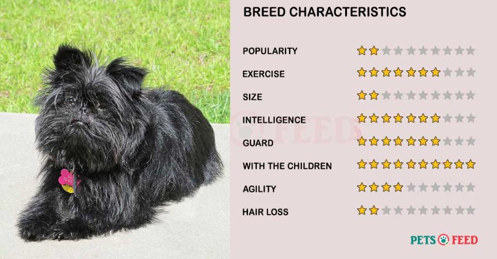Dog-characteristics-Affenpinscher