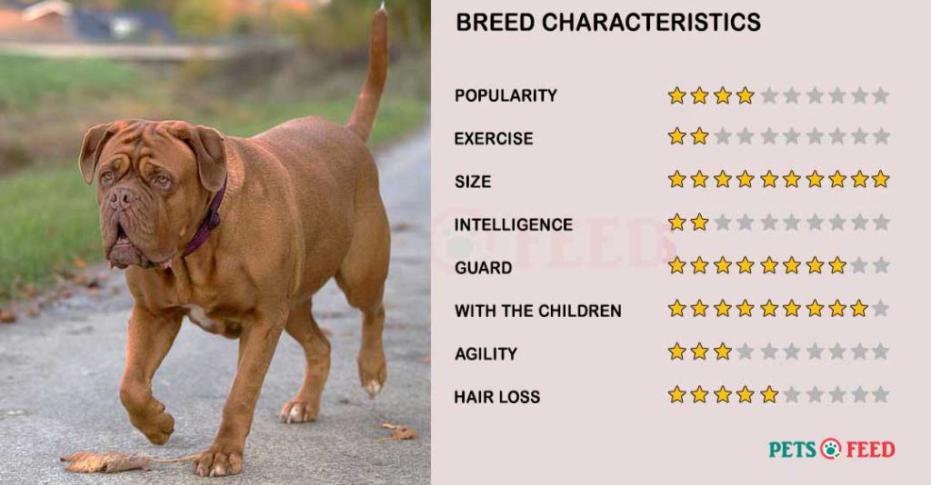 Dog-characteristics-Dogue-de-Bordeaux