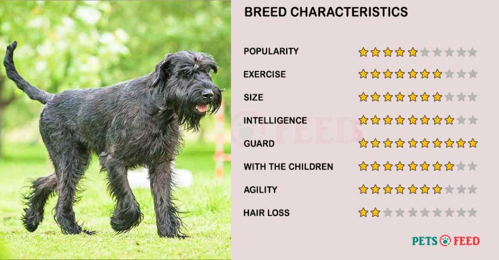 Dog-characteristics-Giant-Schnauzer