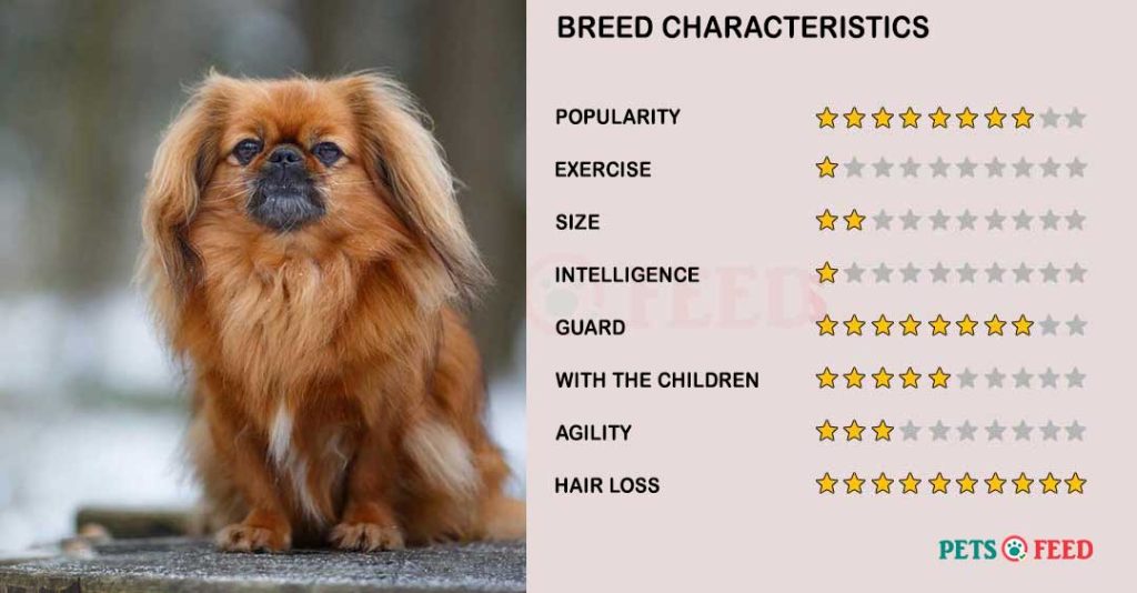 Dog-characteristics-Pekingese