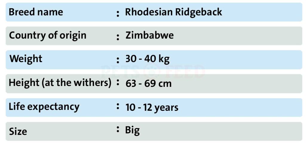 Dog-sheet-Rhodesian-Ridgeback