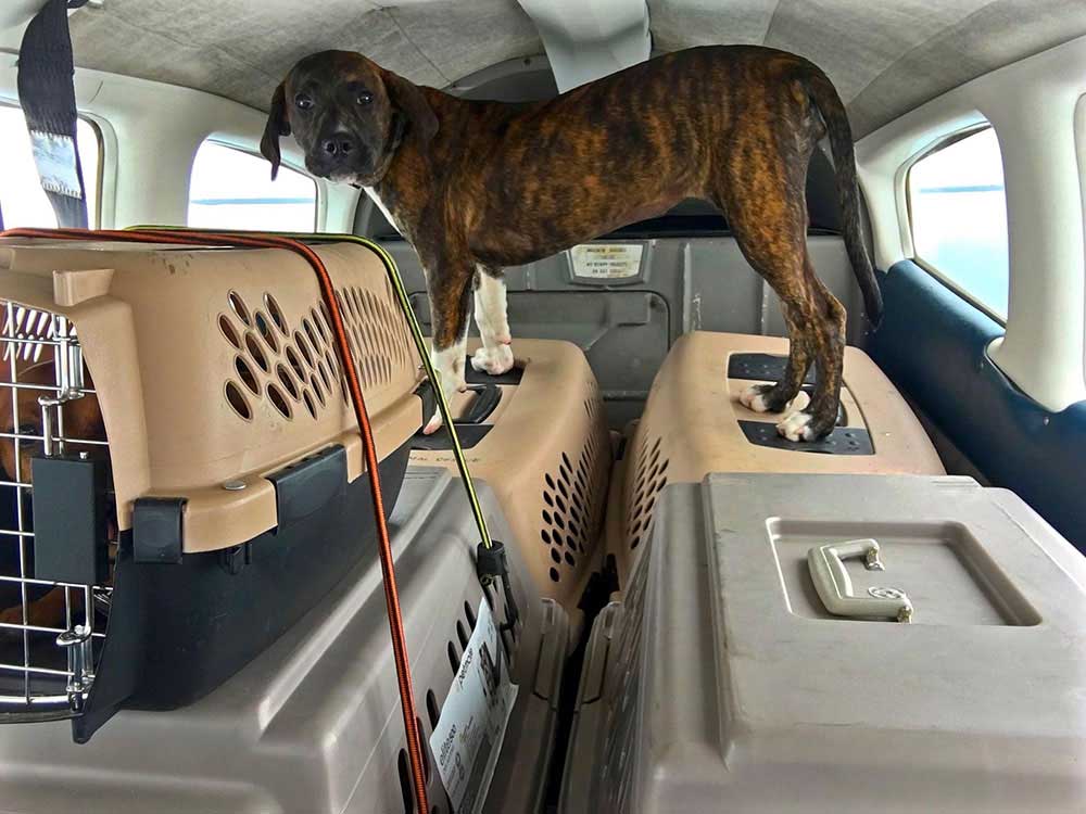 Dogs in plane