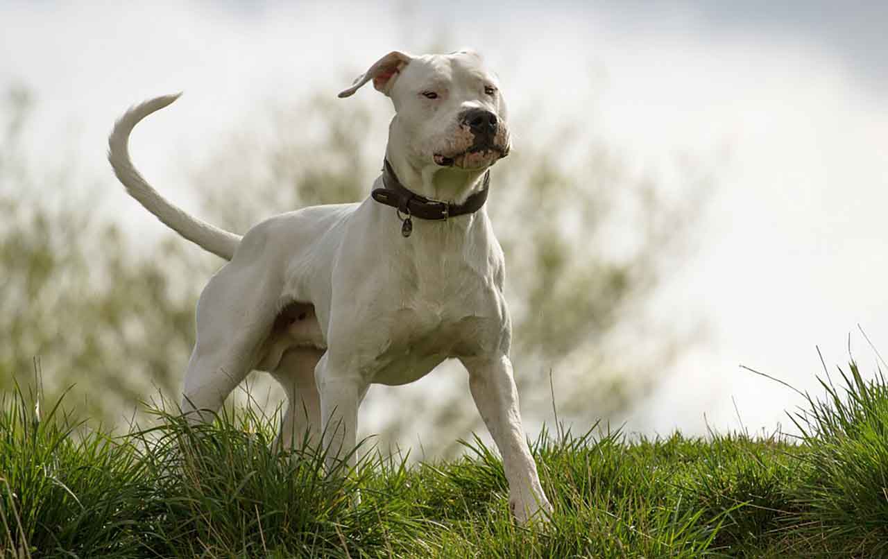 Dogo Argentino Information Dog Breed Facts Pets Feed