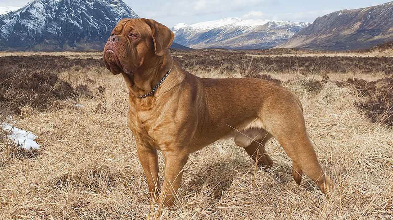 Dogue De Bordeaux Information Dog Breed Facts Pets Feed
