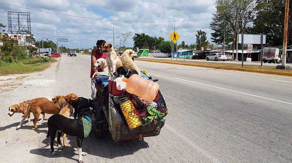 Man rides the streets on his tricycle rescuing dogs