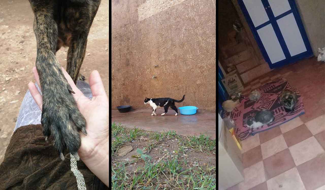 Morocco Amal SAFE shelter fight animal rights