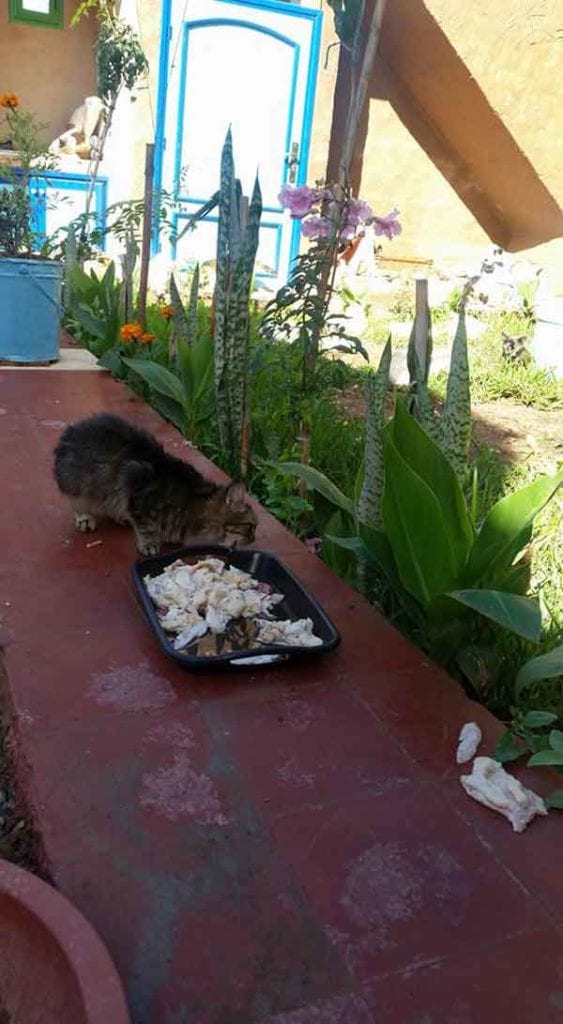 Morocco Amal SAFE shelter fight animal rights