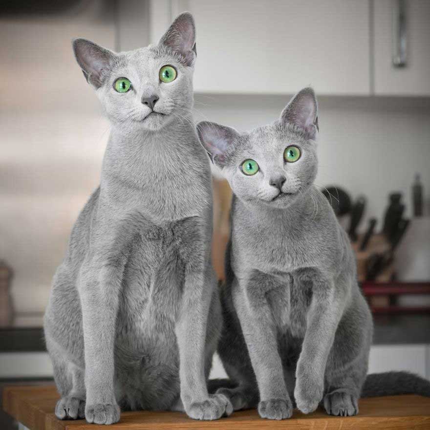 Xafi Auri Russian blue cats