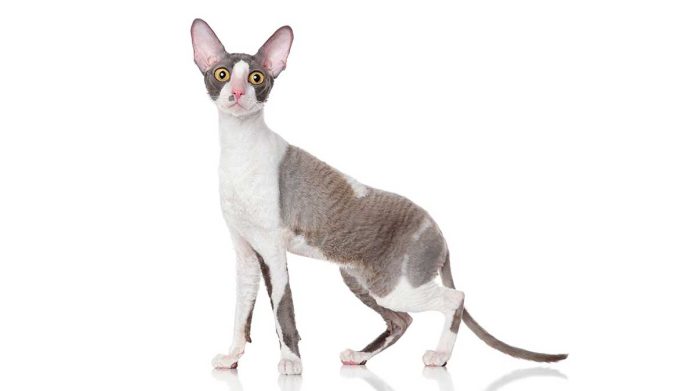 cornish rex