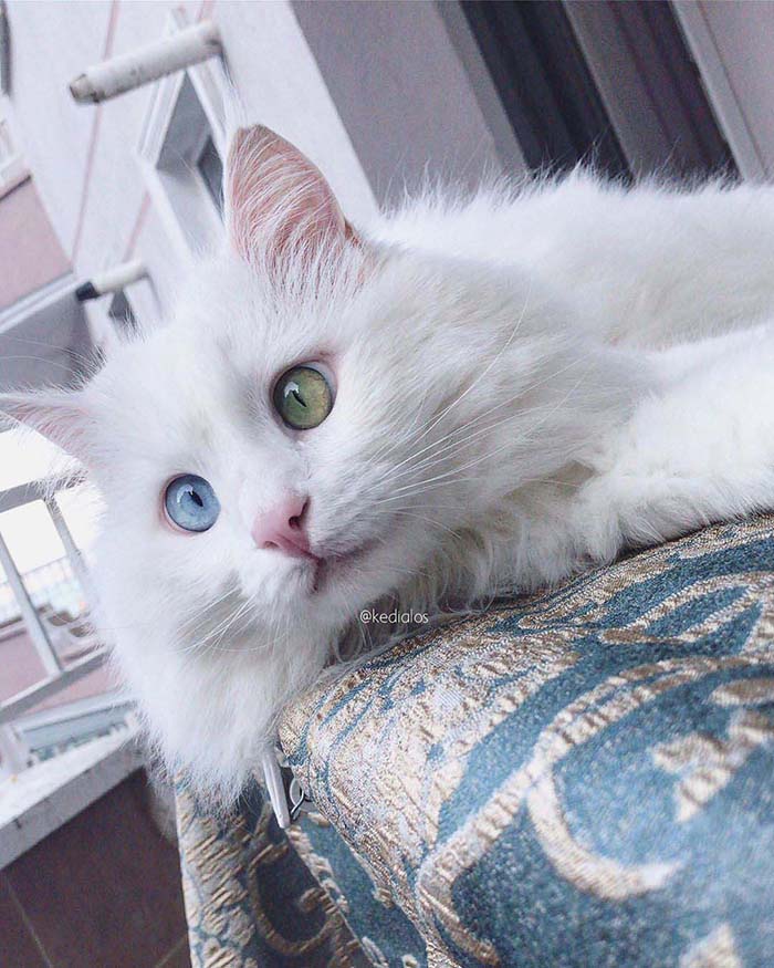Alos Stunning Cats With The Most Beautiful Eyes