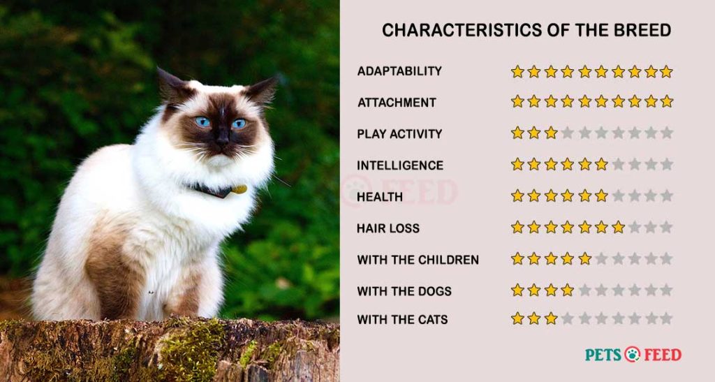Characteristics-Himalayan-cat