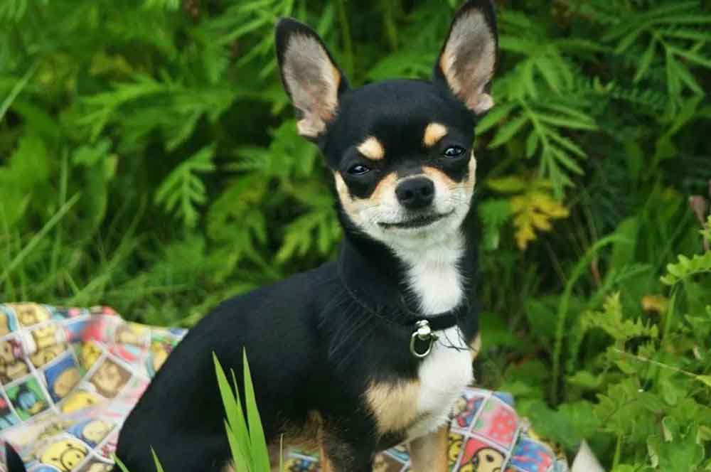 Small dog breeds  Chihuahua