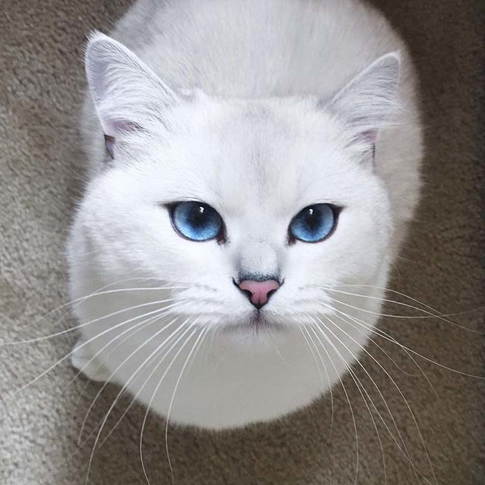 Coby Stunning Cats With The Most Beautiful Eyes