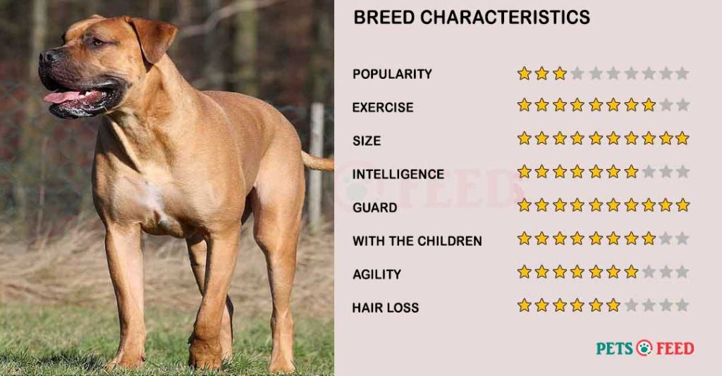 Dog-characteristics-Boerboel