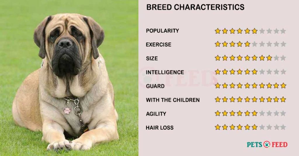 Dog-characteristics-Mastiff