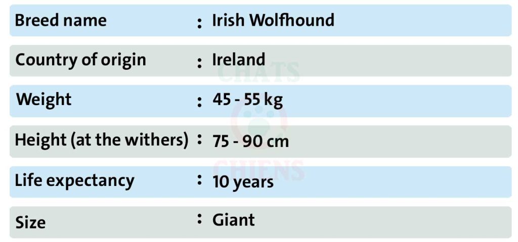 Dog sheet Irish Wolfhound