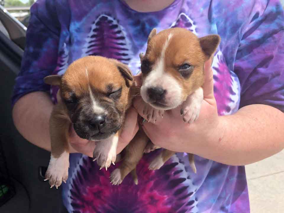 Dory dog nine puppies abandoned