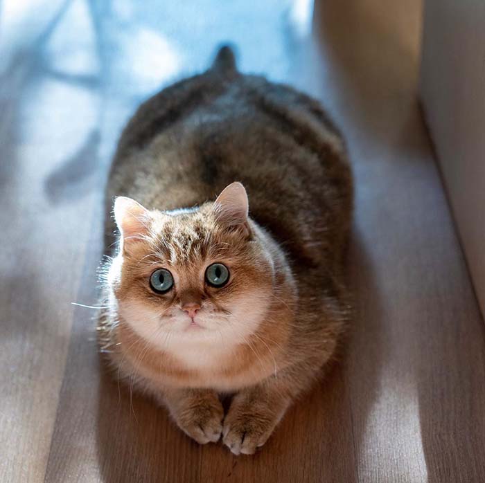 Hosico Stunning Cats With The Most Beautiful Eyes