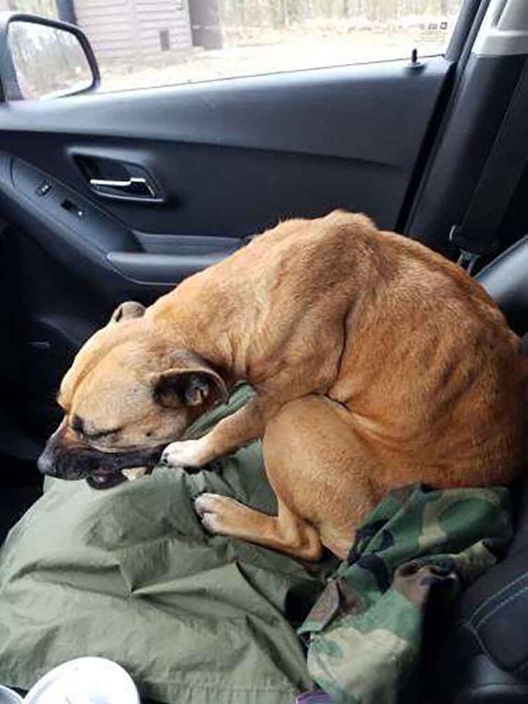 River stray dog enters open car
