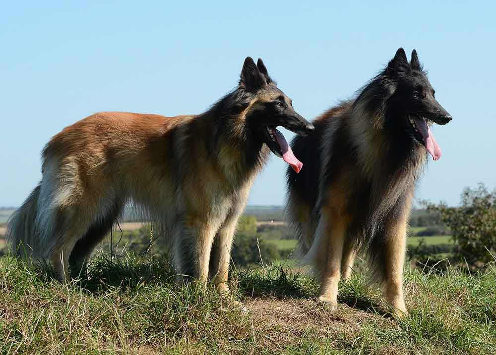 Belgian Shepherd Dogs | Information & Dogs Breeds Facts | Pets Feed