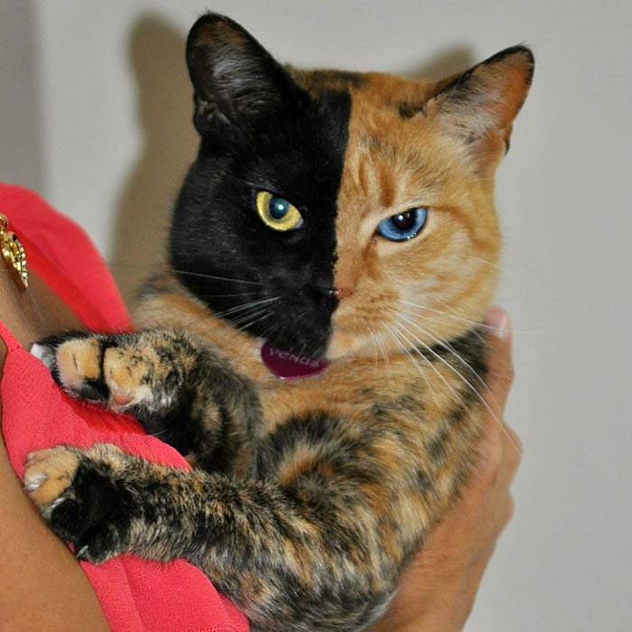 Venus Stunning Cats With The Most Beautiful Eyes