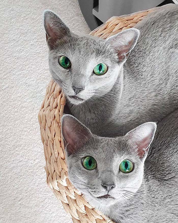 Xafi and Auri Stunning Cats With The Most Beautiful Eyes