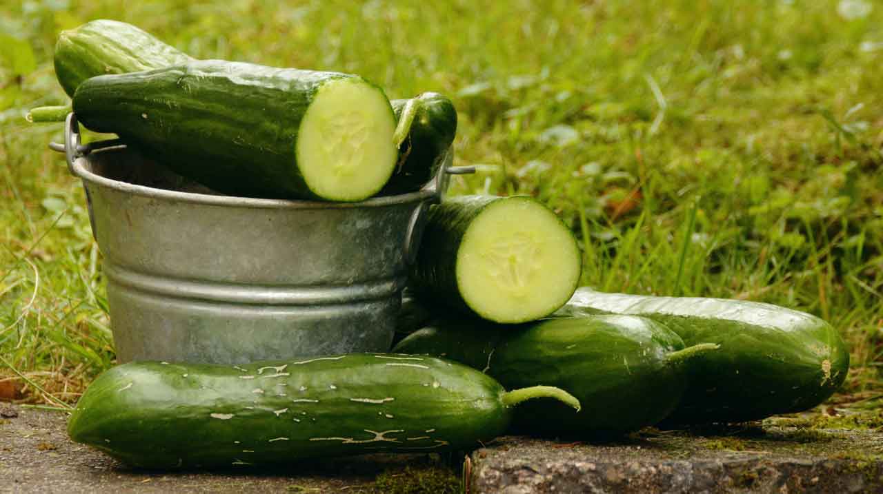 cat cucumbers