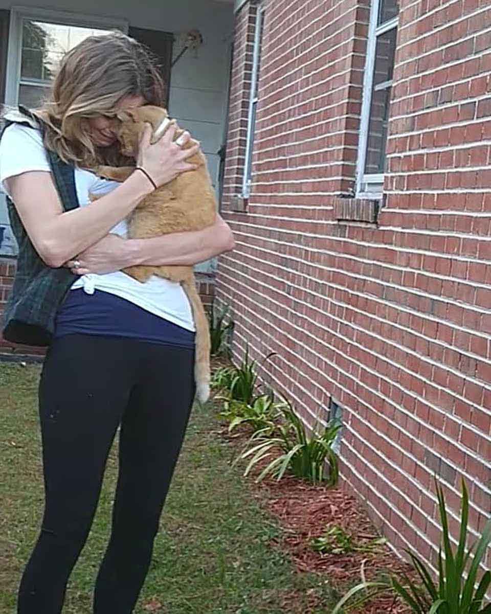 cat jumps arms missing mother