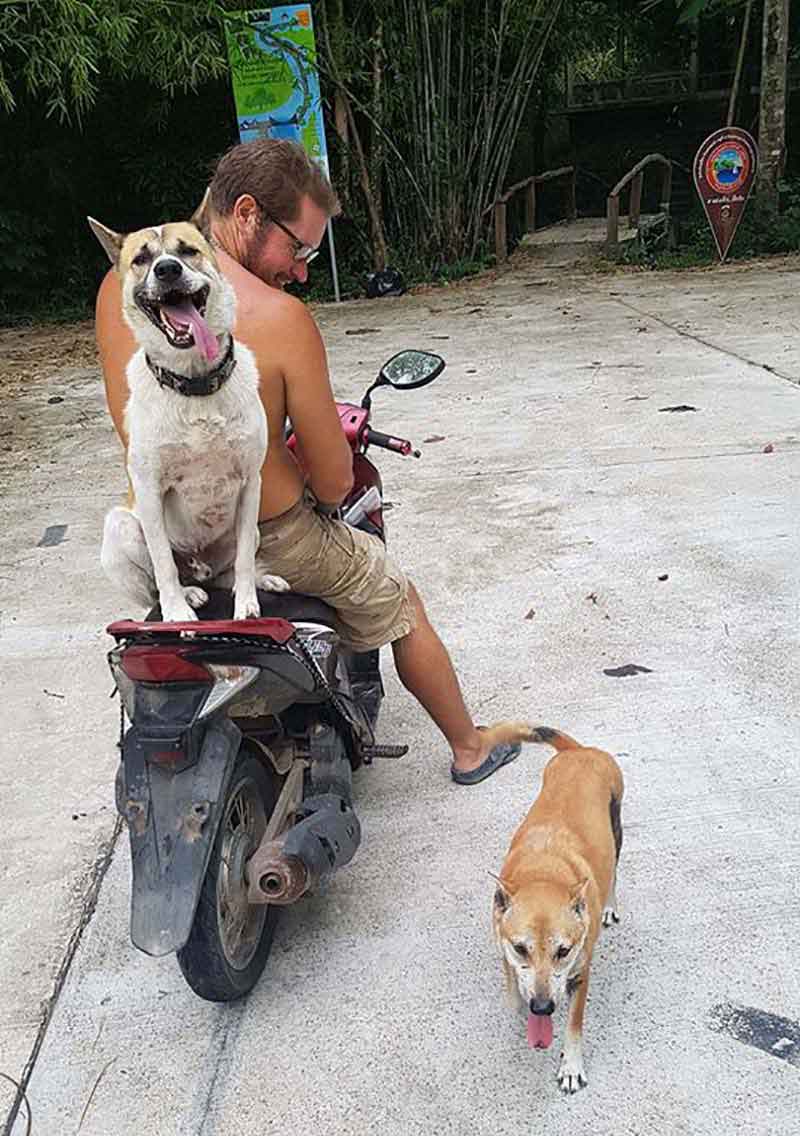 couple adopt 15 dogs thai island