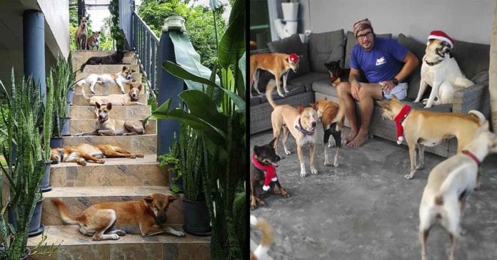 couple adopt 15 dogs thai island
