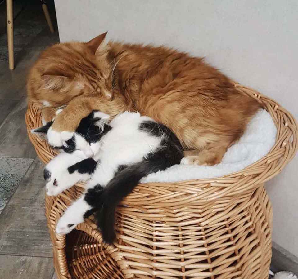 family cat cares kitten found forest