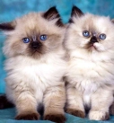 Himalayan kittens